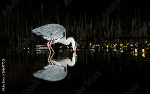 Grey heron night fishing at the pond