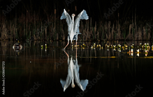 Grey heron night fishing at the pond