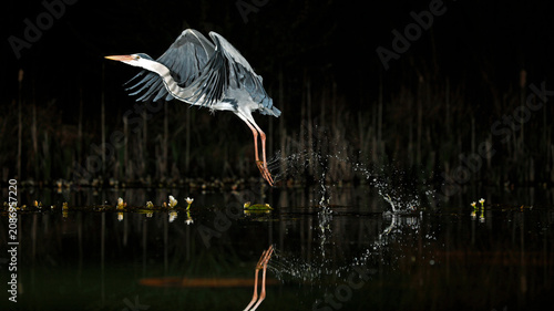 Grey heron night fishing at the pond