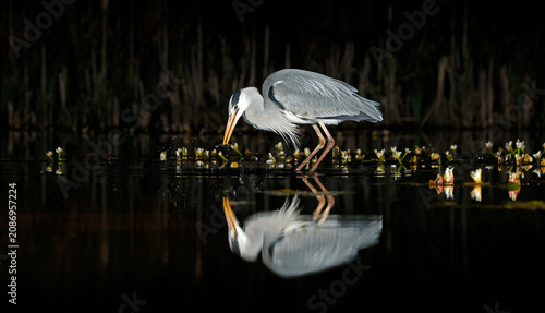Grey heron night fishing at the pond