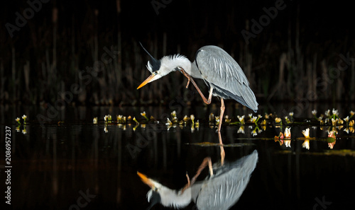 Grey heron night fishing at the pond