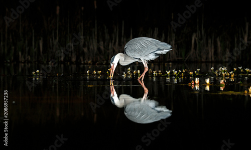 Grey heron night fishing at the pond