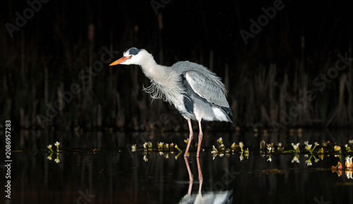 Grey heron night fishing at the pond