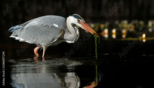 Grey heron night fishing at the pond