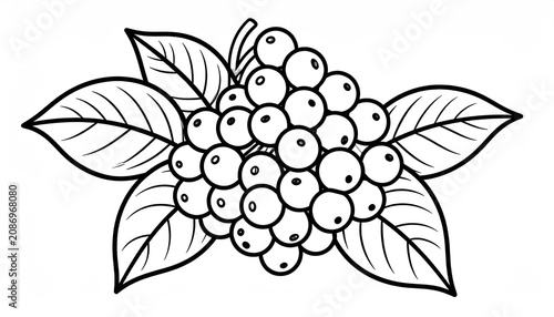 Hand-drawn cluster of elderberries with leaves line art illustration.