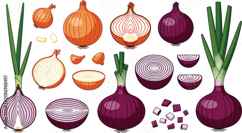 Tableau sur toile Onion varieties vector illustration set featuring red and yellow whole onions ha