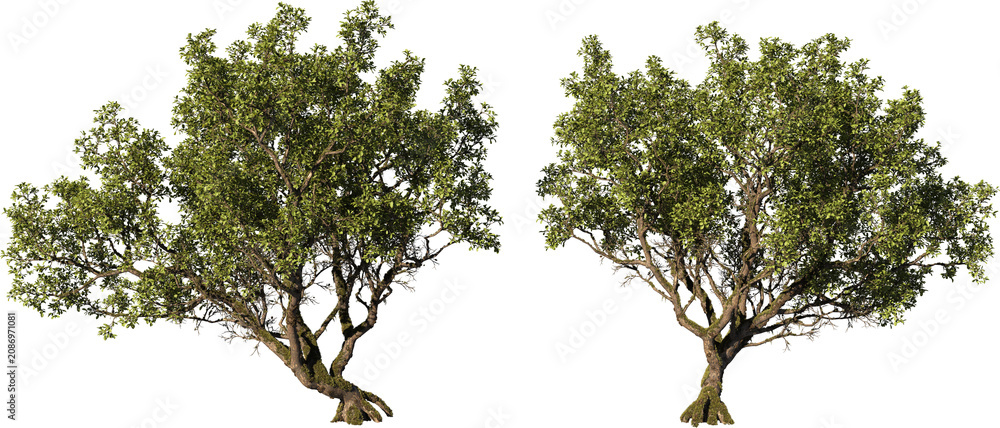 Fototapeta premium Tree on a transparent background