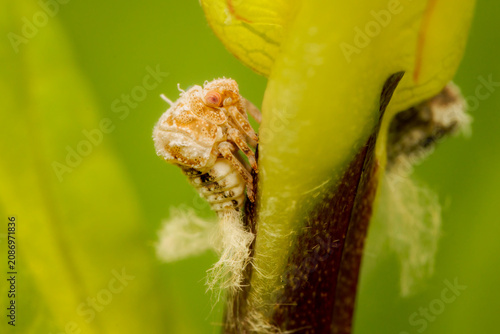 Really small Acanalonia sp. planthopper feeding on the sap of a plant in my garden on a summer afternoon