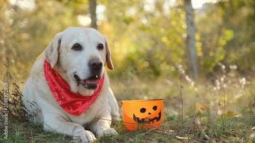 Cute Labrador retriever in red bandana sitting by Halloween pumpkin bucket in autumn park