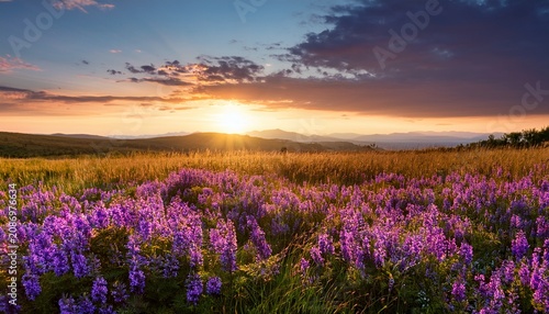 Summer Landscape With Purple Flowers On A Meadow And Sunset