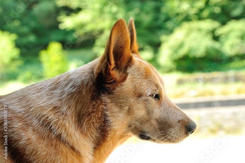 red Australian cattle dog with white stripes, the color of the wild Australian dingo