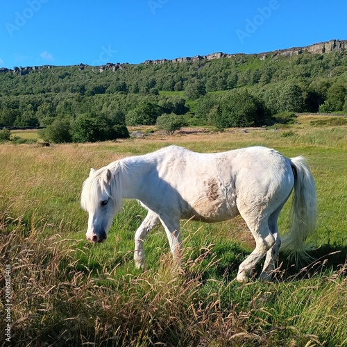 white pony
