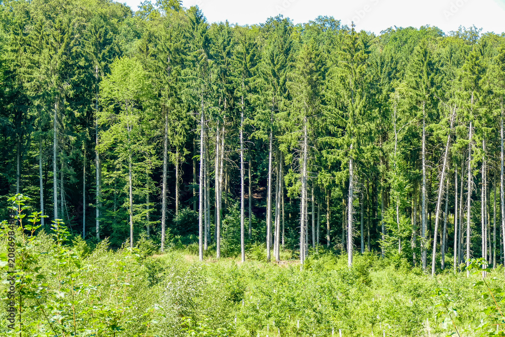 Fototapeta premium Wiederaufforstung im Mischwald im Sommer