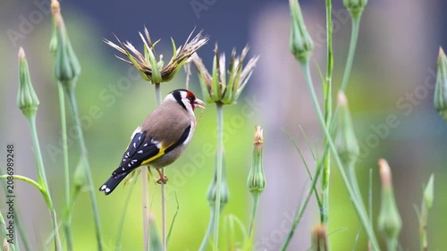 European goldfinch observing and eating a seed of a Yellow Goat's Beard flower bud in spring in a domestic garden. Carduelis carduelis, Tragopogon dubius, Indre-et-Loire, région Centre, France, Europe