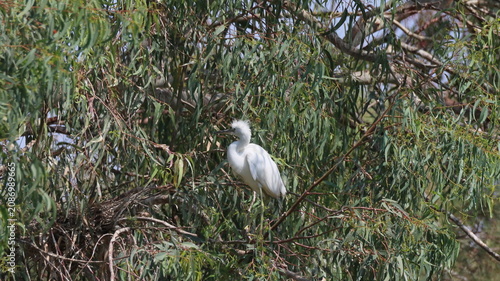 Fotografie Little egret on a tree in the eucalyptus forest