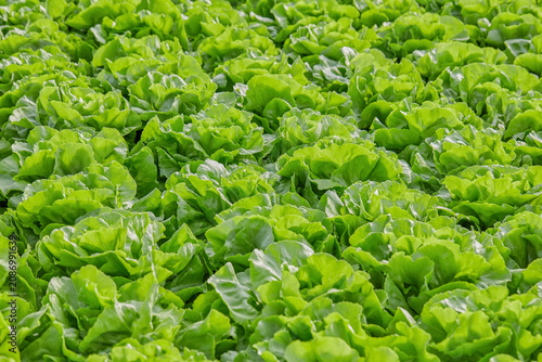 Photos Healthy butterhead lettuce growing in commercial greenhouse ready for harvest