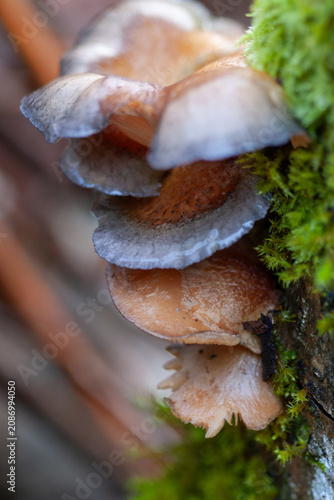 Close-up of honey mushrooms growing on a moss-covered tree trunk in the forest, background, texture