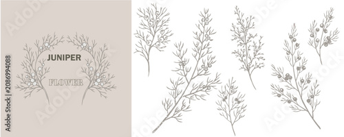 Bild auf Leinwand Juniper Flowers and branch set