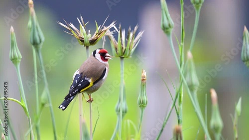 European goldfinch observing and eating the seeds of a Yellow Goat's Beard flower bud in spring in a domestic garden. Carduelis carduelis, Tragopogon dubius, région Centre, France, Europe
