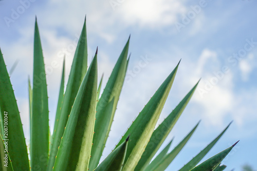 Close up of Agave plants in the garden making tequila industry tequila concept. Detailed close up of vibrant green agave plants leaves against sky background.