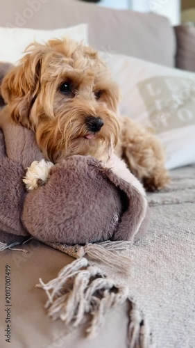 Puppy cuddling stuffed elephant toy on sofa
