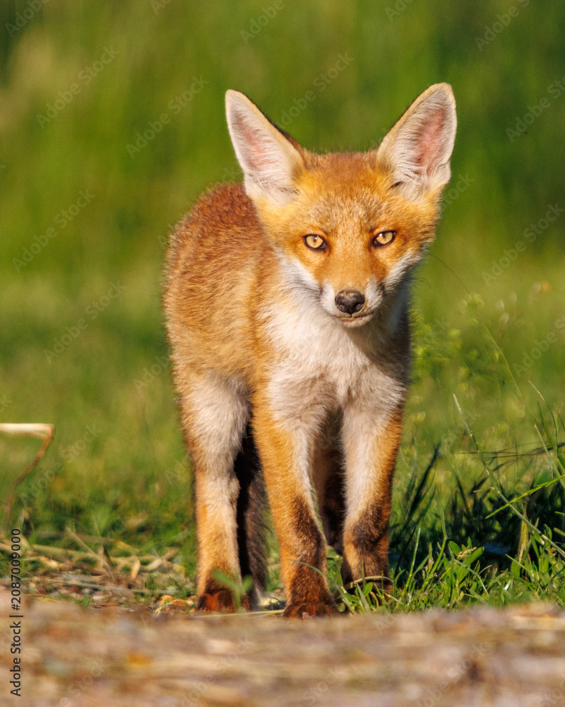 Fototapeta premium red fox in the grass