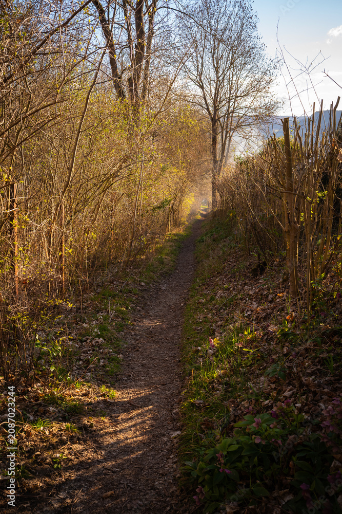 Fototapeta premium Narrow Sunlit Path Through Spring Shrubs