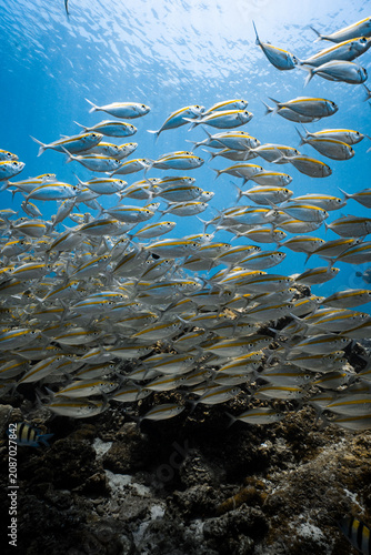Fotografie School of yellowstripe scad fish swimming over a reef in blue ocean