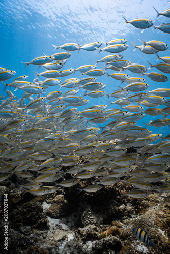 Obraz na plátně School of yellowstripe scad fish swimming over a reef in blue ocean