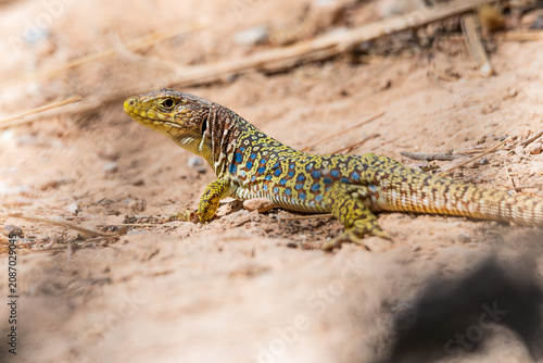 Foto Lagarto Ocelado