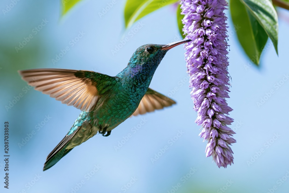 Fototapeta premium The Hummingbird and Purple Flower Nectar Feast in Bright Sky