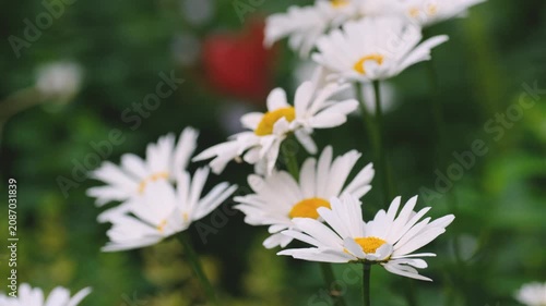Beautiful white daisy flowers blooming in a summer garden with green bokeh background