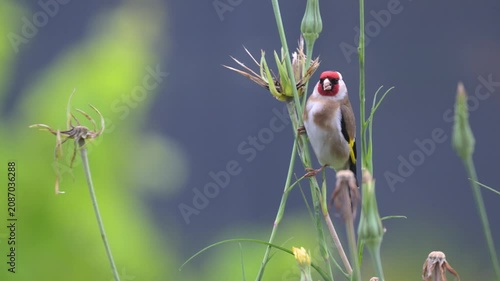 European goldfinch observing and eating the seeds of a Yellow Goat's Beard flower bud and defecating in spring in a garden. Carduelis carduelis, Tragopogon dubius, région Centre, France, Europe