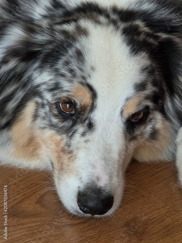 Australian Shepherd cute face look from closeup view.
