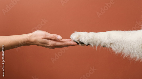 Fluffy white dog paw and human hand affectionately touching representing unconditional love, trust and animal adoption with copy space against warm terracotta backdrop