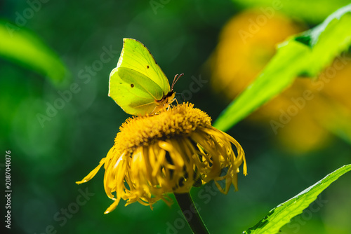 Fotografía Brimstone butterfly