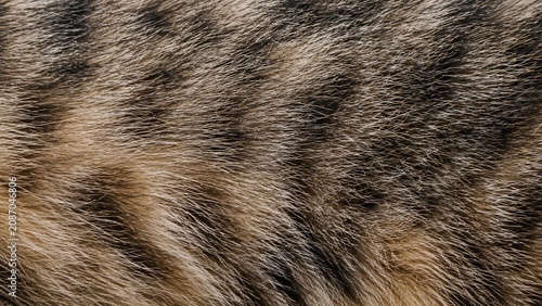 Canvas Print Striped tabby cat fur texture