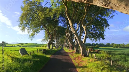 Dark hedges in Northern Ireland United Kingdom