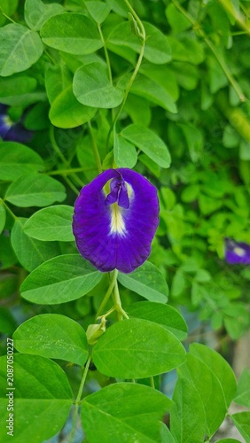 Foto Close-Up of Butterfly Pea Flower with Green Leaves