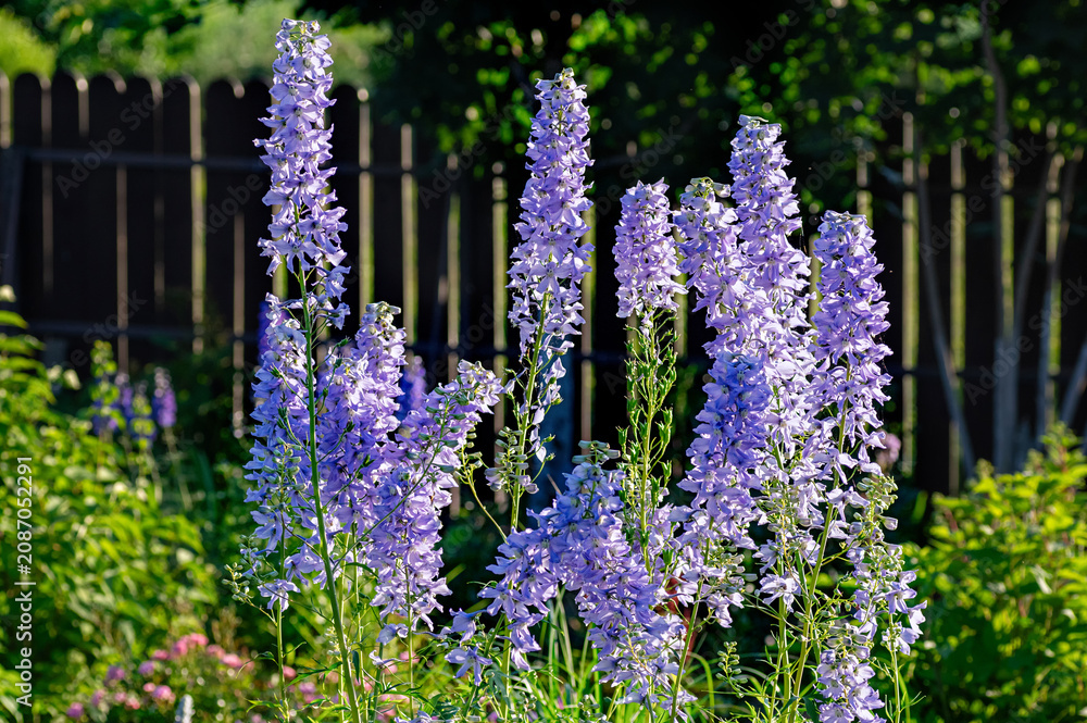 Obraz premium delphinium, blue flower, luxury trend, calm 2026, sunlight, garden, blooming, landscape, elegance, summer