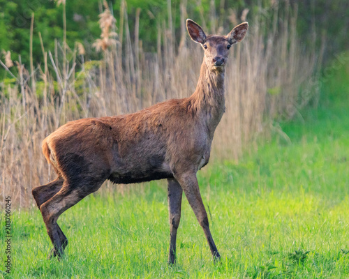hungarian red deer