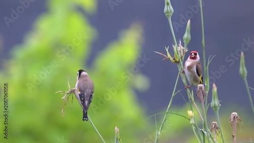 European goldfinchs observing and eating the seeds of Yellow Goat's Beard flower buds, defecating and taking flight in a garden. Carduelis carduelis, Tragopogon dubius, région Centre, France, Europe