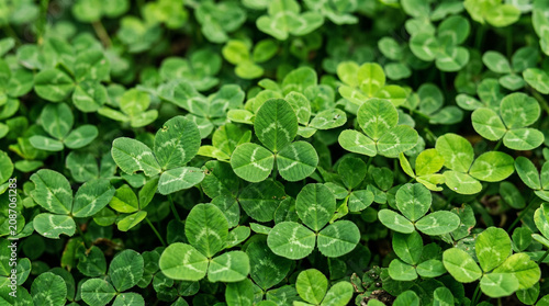 Dense field of fresh green three-leaf clover plants.
