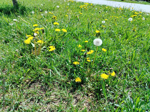 Dandelions And Seed Heads In A Sunny Green Lawn With Wild Grass And Spring Meadow Detail.