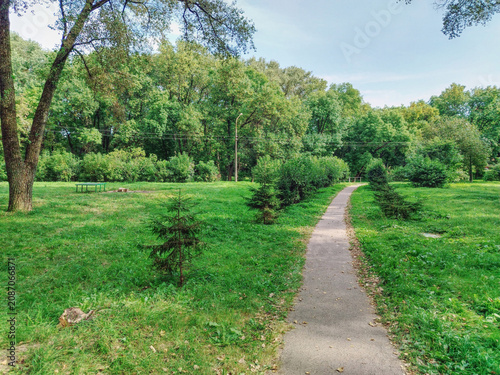 Sunlit Park Path Through Lush Green Trees With Small Pines and Open Grass Meadow.
