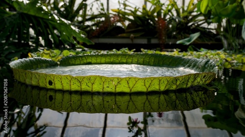 Foto Massive Water Lily Pad