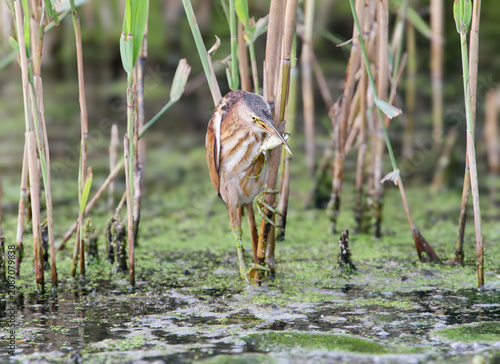 Canvastavla Little Bittern with Fish Catch (Ixobrychus minutus)