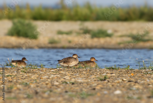 Photos Female Eurasian Teals (Anas crecca) resting on a pebble and gravel shore near the water body