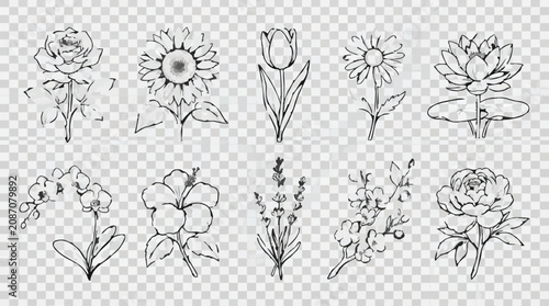 Floral sketch collection hand drawn botanical illustrations for design projects