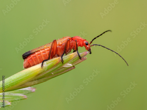 Photography Soldier Beetle, bloodsucker
